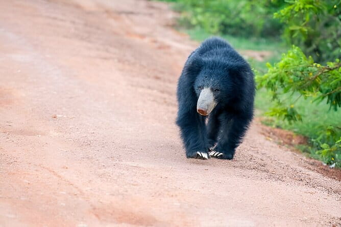 Yala National Park Safari from Ella - The 5:00 am Timing: The Real Reason This Works