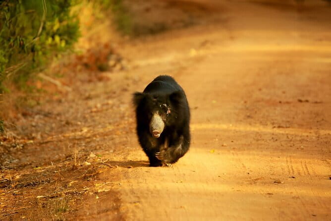 Yala National Park Safari from Ella - Practical Expectations: Weather, Timing, and Animal-Spotting Reality