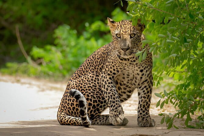 Yala National Park Safari from Ella - In the Park: What You’re Actually Looking For in Yala