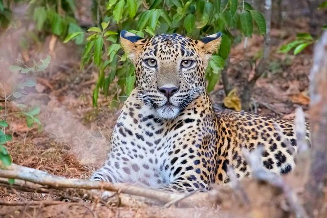 Yala National Park Safari from Weligama - Key points to know before you go