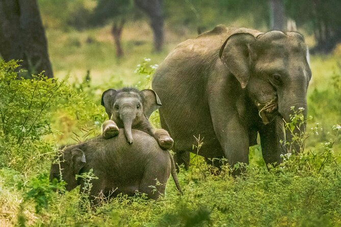 Yala National Park Safari from Weligama - Weligama to Yala: a full-day safari with real wildlife time