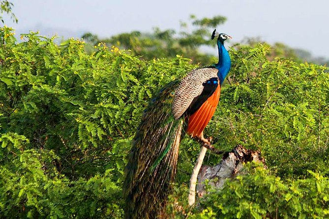 Yala National Park Safari from Weligama - Getting into Yala at 2:30 pm: where the safari actually starts