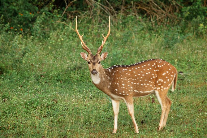 Yala National Park Safari from Weligama - The Yala jeep safari: your best shot at leopards and elephants