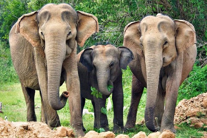 Yala National Park Safari from Weligama - Service details that can make or break the day
