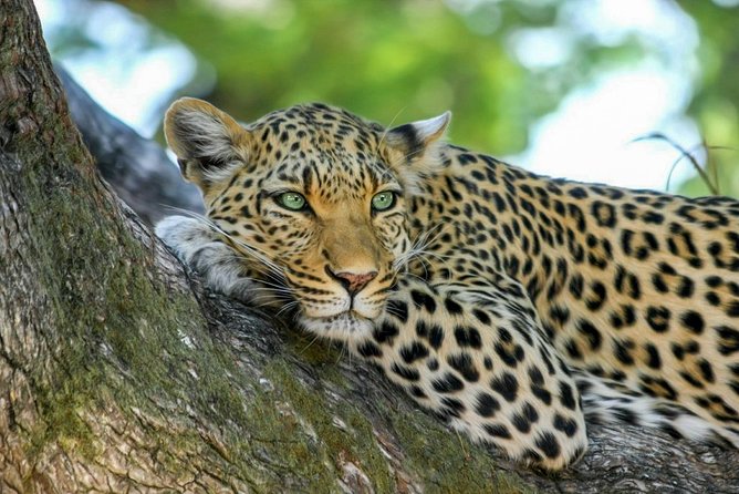 Yala National Park Safari from Weligama - Timing tricks: afternoon safari, then back to Weligama at night