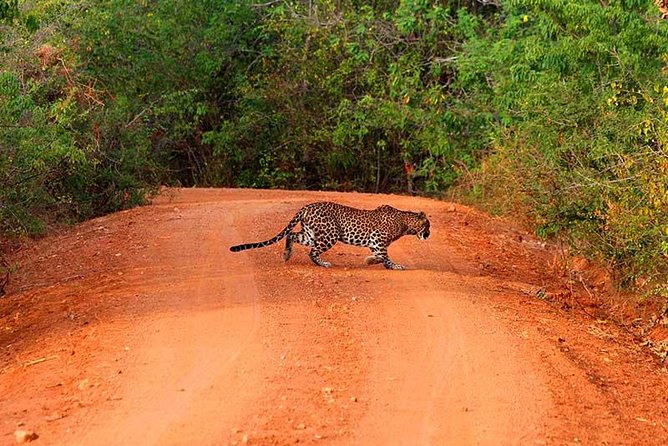 Yala Safari Day Trip from Bentota/ Kalutara/ Ahungalla/ Hikkaduwa - Key Highlights You’ll Actually Feel