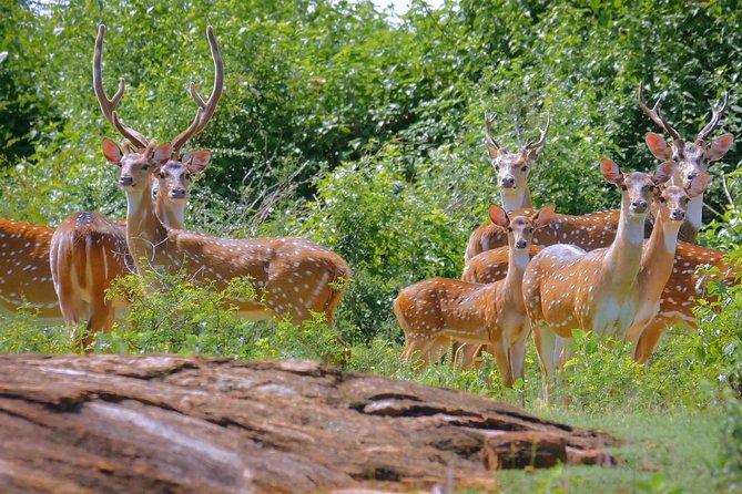Yala Safari Day Trip from Bentota/ Kalutara/ Ahungalla/ Hikkaduwa - Yala National Park: The Reason This Trip Works
