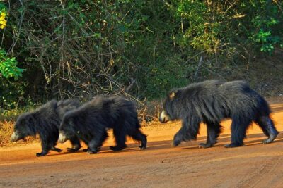 Yala Safari Day Trip from Bentota/ Kalutara/ Ahungalla/ Hikkaduwa - Pickup and Timing: What Your 10–12 Hour Day Really Looks Like