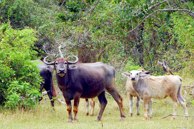 Yala Safari Day Trip from Bentota/ Kalutara/ Ahungalla/ Hikkaduwa - Entering Yala: The 4-Hour Jeep Safari Block