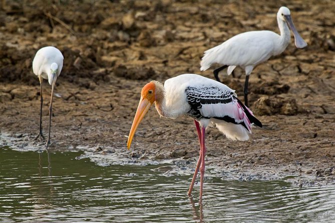 Yala Safari Day Trip from Bentota/ Kalutara/ Ahungalla/ Hikkaduwa - Lunch and Small Comforts That Keep the Day Pleasant