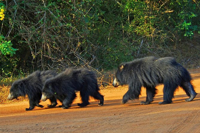 Yala Safari Day Trip from Bentota/ Kalutara/ Ahungalla/ Hikkaduwa - Pickup and Timing: What Your 10–12 Hour Day Really Looks Like