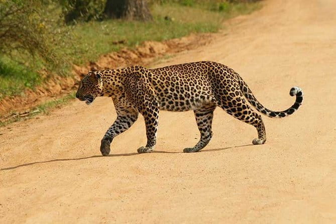 Yala Safari Private Day Tour From Kaluthara/Beruwala/Bentota/Kosgoda/Ahungalla - Key things I’d focus on before you go