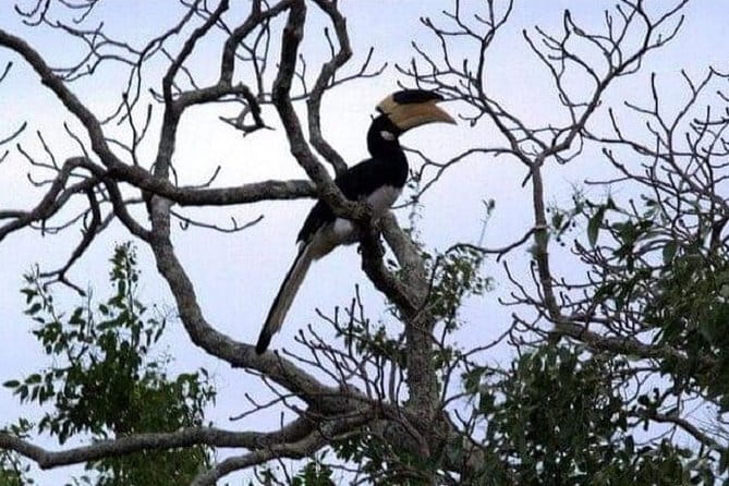 Yala Safari Private Day Tour From Kaluthara/Beruwala/Bentota/Kosgoda/Ahungalla - From Bentota to Yala: the timing that shapes your whole day