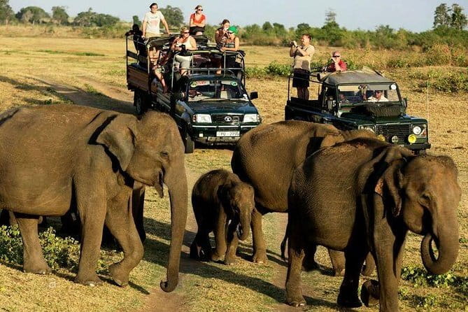 Yala Safari Private Day Tour From Kaluthara/Beruwala/Bentota/Kosgoda/Ahungalla - Morning safari vs 8:30 am option: which one fits your style