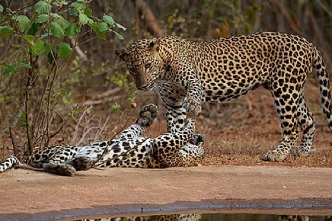 Yala Safari Private Day Tour From Kaluthara/Beruwala/Bentota/Kosgoda/Ahungalla - Inside Yala National Park: what you’re going for on the jeep safari