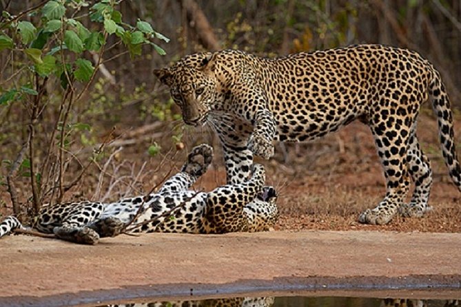 Yala Safari Private Day Tour Kaluthara/Beruwala/Bentota/Kosgoda/Ahungalla - Yala National Park From Bentota: a half-day that actually feels efficient