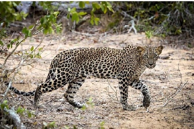Yala Safari Private Day Tour Kaluthara/Beruwala/Bentota/Kosgoda/Ahungalla - The private luxury car: comfort you’ll notice on a long ride