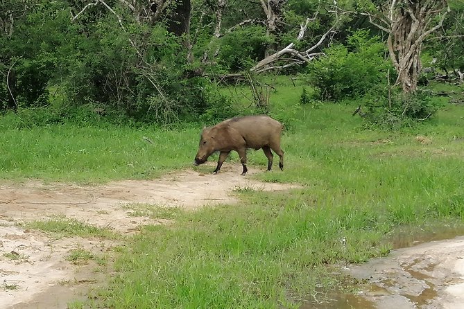 Yala Safari Private Day Tour Kaluthara/Beruwala/Bentota/Kosgoda/Ahungalla - What you can hope to see in Yala (and what to do with expectations)