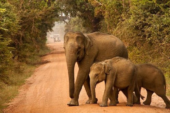Yala Safari Private Day Tour Kaluthara/Beruwala/Bentota/Kosgoda/Ahungalla - The flow of your day: 10 hours door-to-door, with a real park window