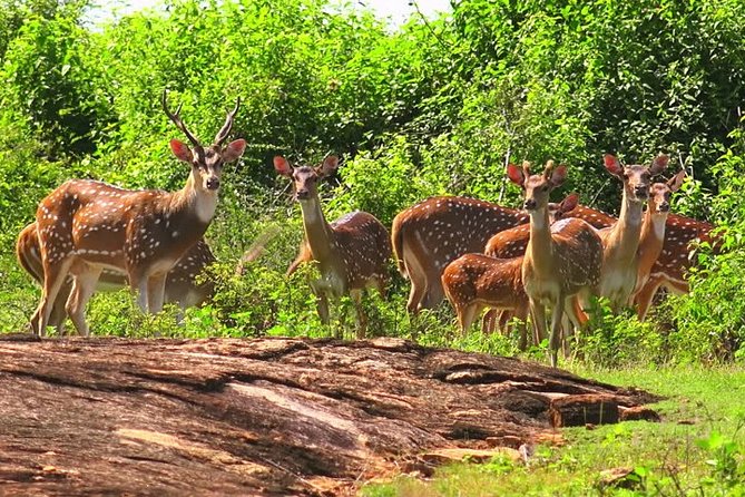 Yala Safari Private Day Tour Kaluthara/Beruwala/Bentota/Kosgoda/Ahungalla - Safari timing: choosing morning or afternoon for your own pacing