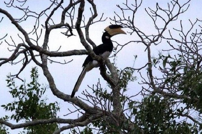Yala Safari Private Day Tour Kaluthara/Beruwala/Bentota/Kosgoda/Ahungalla - Guides and safety: why Dimuthu’s style shows up in the details