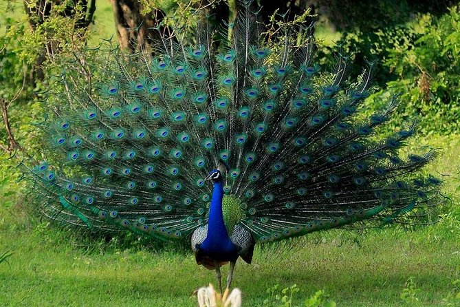 Yala Safari Private Day Tour Kaluthara/Beruwala/Bentota/Kosgoda/Ahungalla - Price and value check: $220 per person and what you’re really paying for