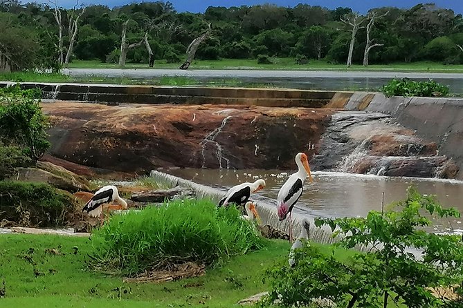 Yala Safari Private Day Tour Kaluthara/Beruwala/Bentota/Kosgoda/Ahungalla - How the 4WD safari and driver-tracker really changes the experience
