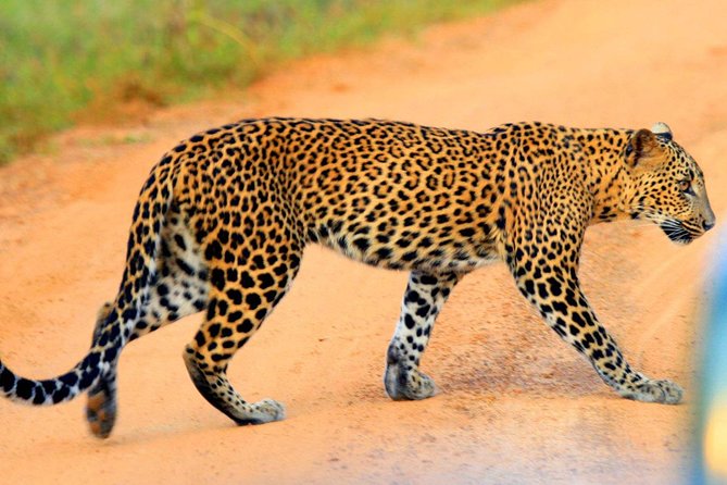 Yala Safari Private Day Trip from Bentota and Kalutara Areas - Key highlights worth knowing