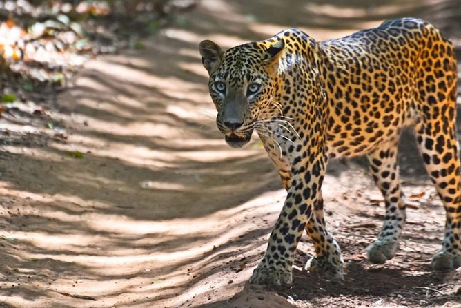 Yala Safari Private Day Trip from Bentota and Kalutara Areas - The early start: 4:30 am pickup and a long scenic drive