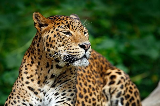 Yala Safari Private Day Trip from Bentota and Kalutara Areas - The post-safari break: Patanangalla Beach or the Manik River