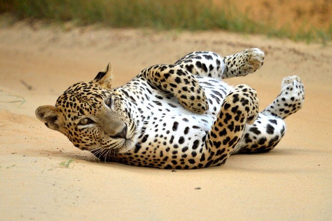 Yala Safari Private Day Trip from Bentota and Kalutara Areas - Price and value: what $810 buys you (and when it feels fair)