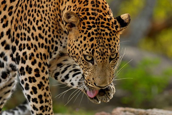 Yala Safari Private Day Trip from Bentota and Kalutara Areas - Practical tips to make your jeep safari day smoother