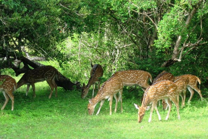 Yala Safari Private Day Trip from Bentota and Kalutara Areas - Inside Yala: 4 hours in a jeep searching for leopards, elephants, and more